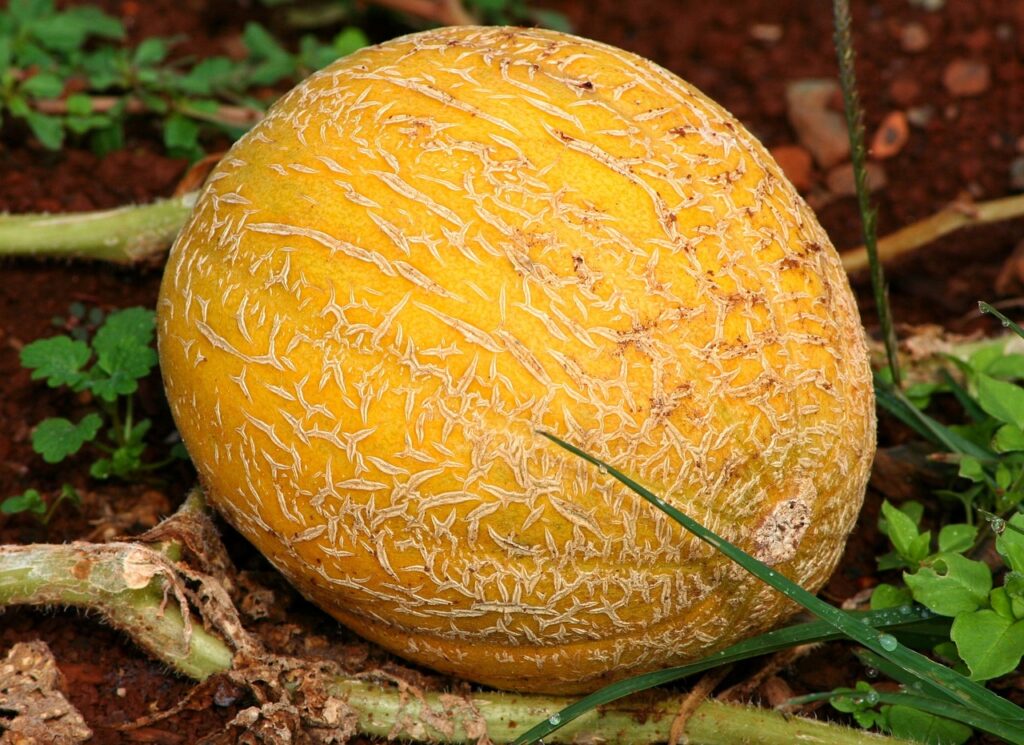 Cantaloup