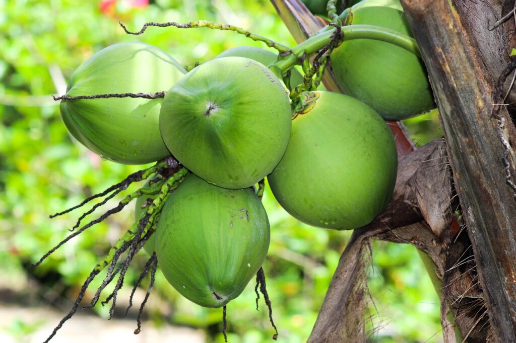 Cocotier