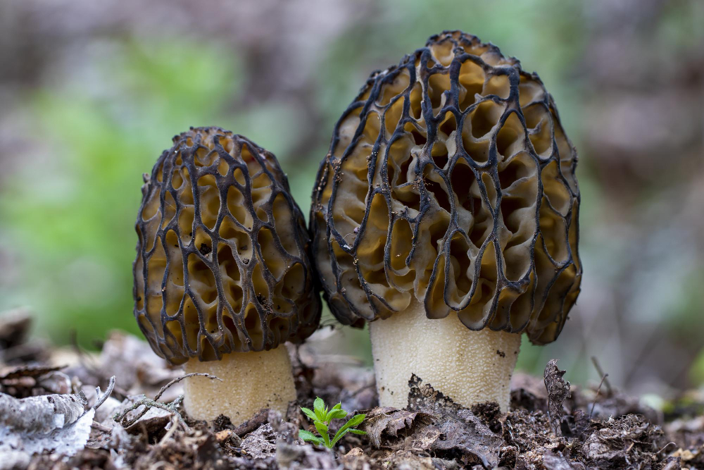 morilles
